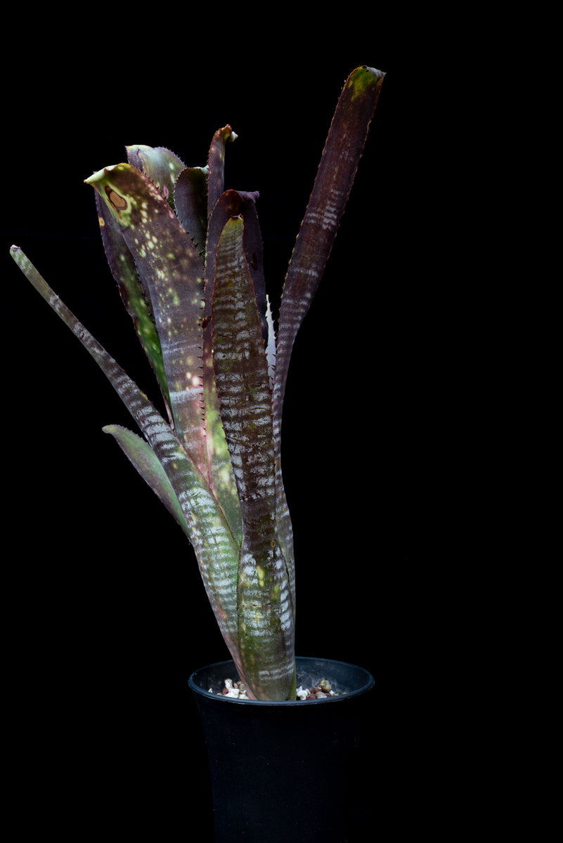 Billbergia Berry Blast 斑入り Billbergia Berry Blast 【artPLANTs】ビルベルギア/Billbergia