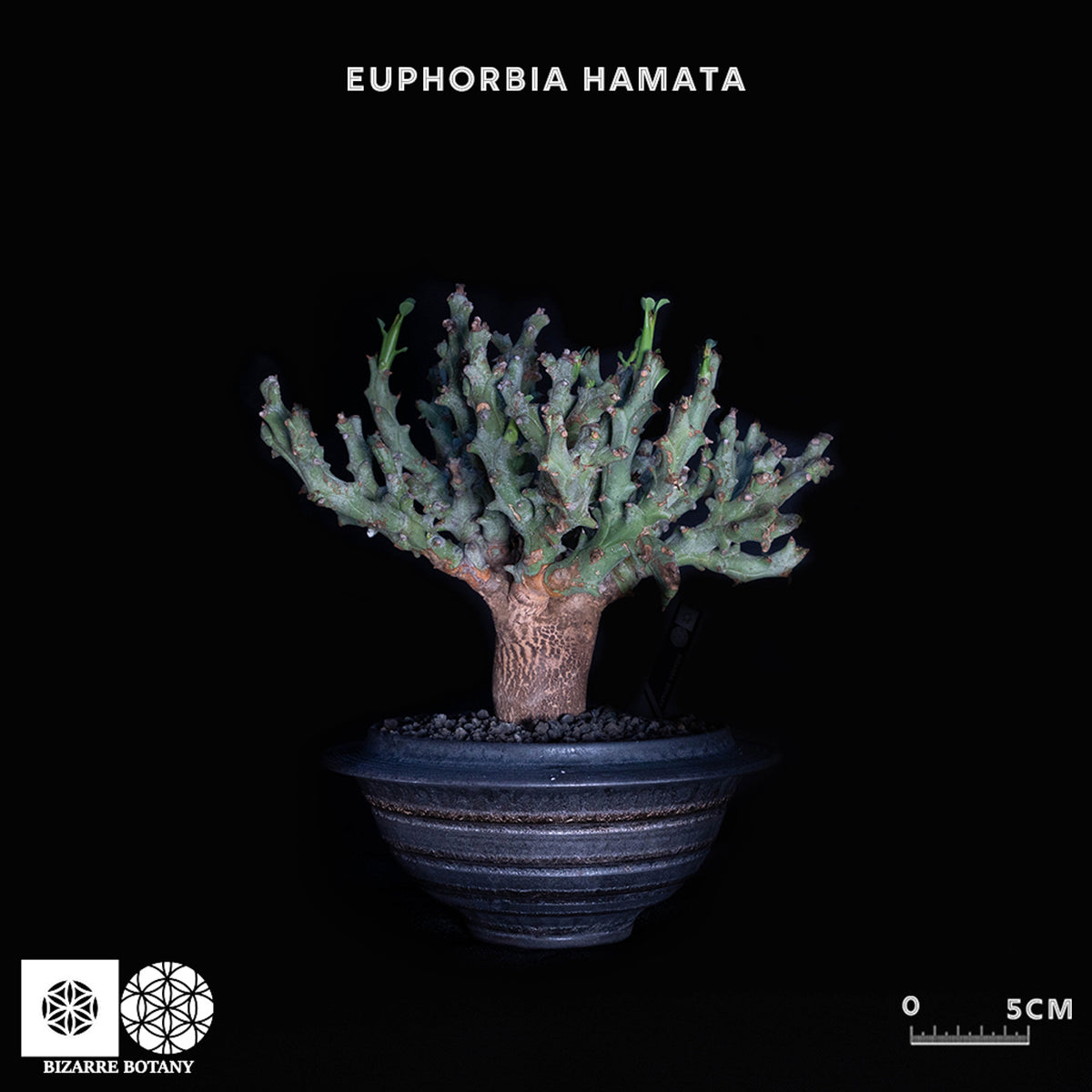 @*y様 新鮮 Euphorbia hadramautica 種子 10粒 y様 新鮮 Euphorbia hadramautica 種子 10粒 新鮮 Euphorbia