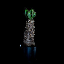 Load image into Gallery viewer, Euphorbia Mlanjeana 火山大戟
