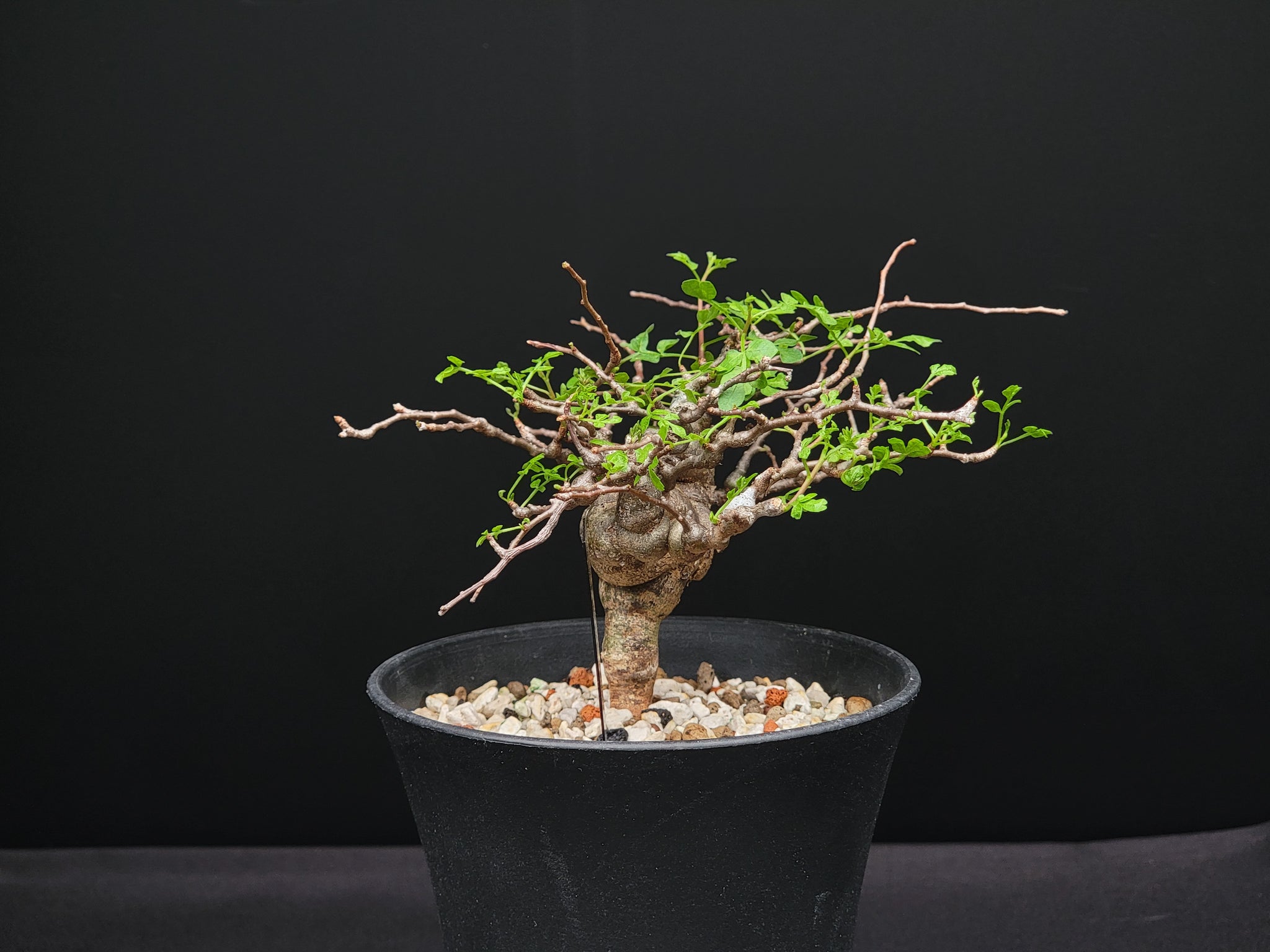 Commiphora sp. eyl somalia – Bizarre Botany