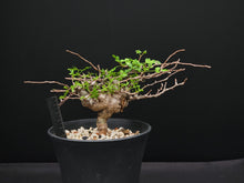 將圖片載入圖庫檢視器 Commiphora sp. eyl somalia
