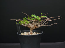 將圖片載入圖庫檢視器 Commiphora sp. eyl somalia
