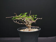 將圖片載入圖庫檢視器 Commiphora sp. eyl somalia
