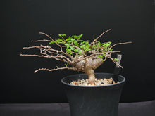 將圖片載入圖庫檢視器 Commiphora sp. eyl somalia
