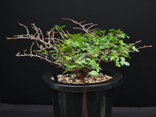 將圖片載入圖庫檢視器 Commiphora sp. eyl somalia
