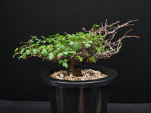 將圖片載入圖庫檢視器 Commiphora sp. eyl somalia
