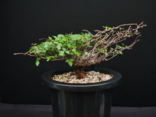 將圖片載入圖庫檢視器 Commiphora sp. eyl somalia
