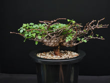 將圖片載入圖庫檢視器 Commiphora sp. eyl somalia
