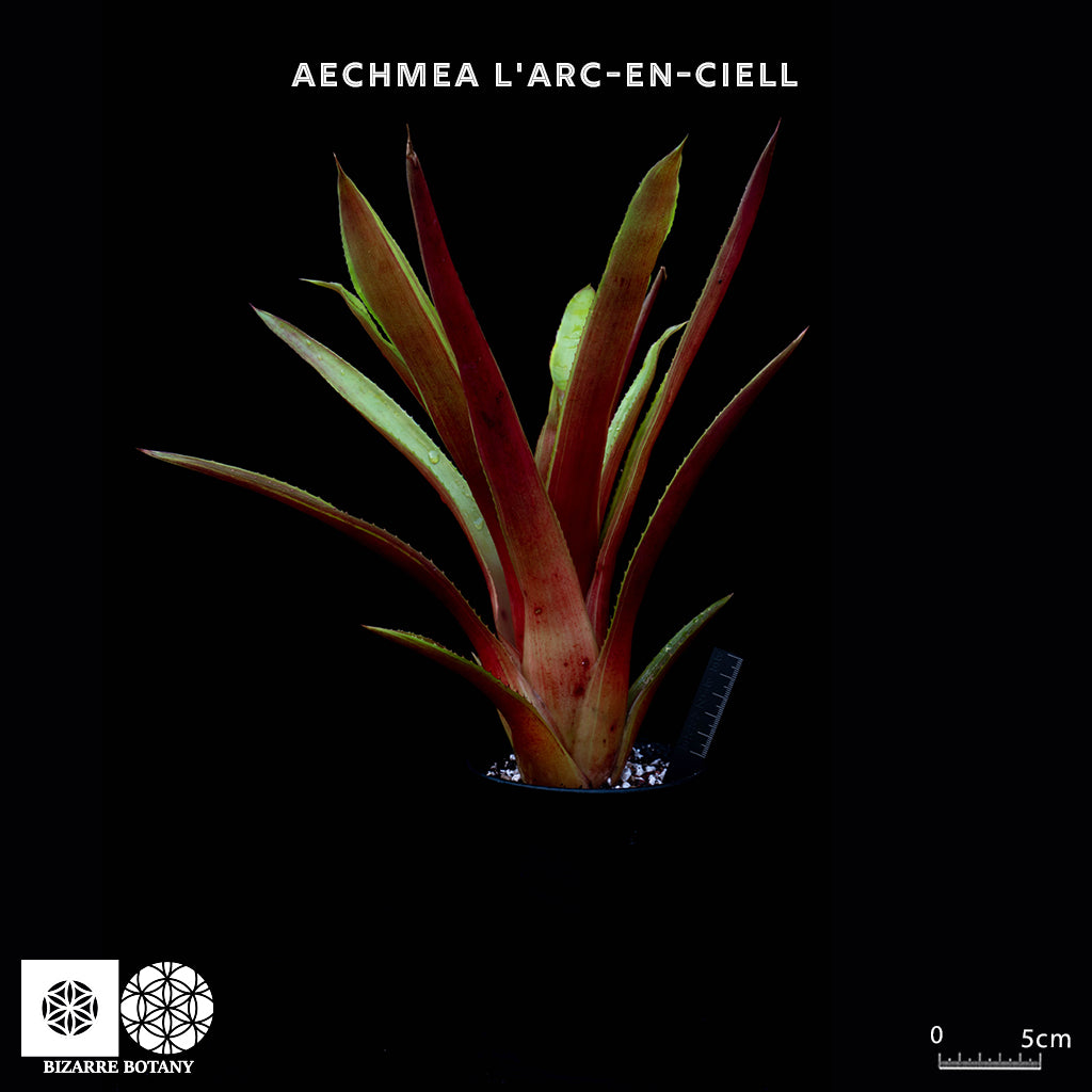 Aechmea L'Arc-en-ciell – Bizarre Botany Aechmea L'Arc-en-ciell – Bizarre Botany
