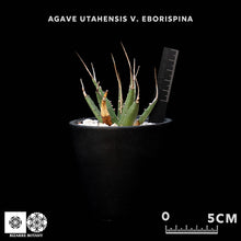 將圖片載入圖庫檢視器 Agave Utahensis V. Eborispina 妖炎龍舌蘭
