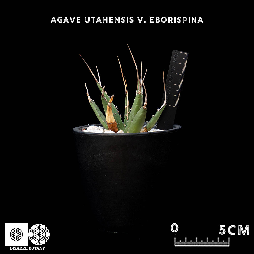 Agave Utahensis V. Eborispina 妖炎龍舌蘭