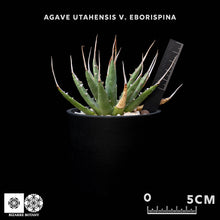 將圖片載入圖庫檢視器 Agave Utahensis V. Eborispina
