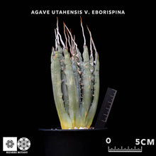 將圖片載入圖庫檢視器 Agave Utahensis V. Eborispina
