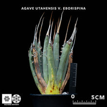 將圖片載入圖庫檢視器 Agave Utahensis V. Eborispina 妖炎龍舌蘭
