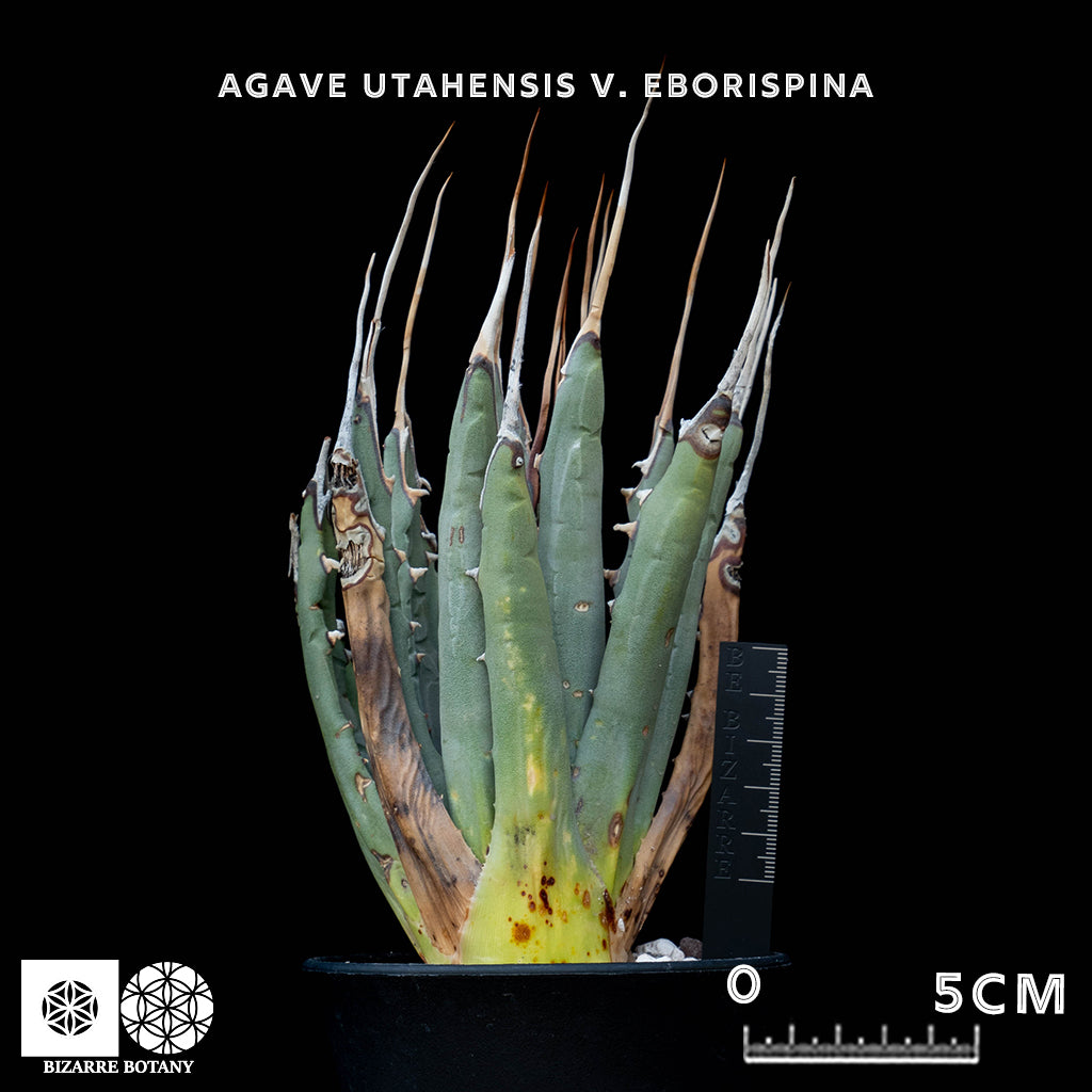 Agave Utahensis V. Eborispina 妖炎龍舌蘭