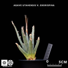 將圖片載入圖庫檢視器 Agave Utahensis V. Eborispina
