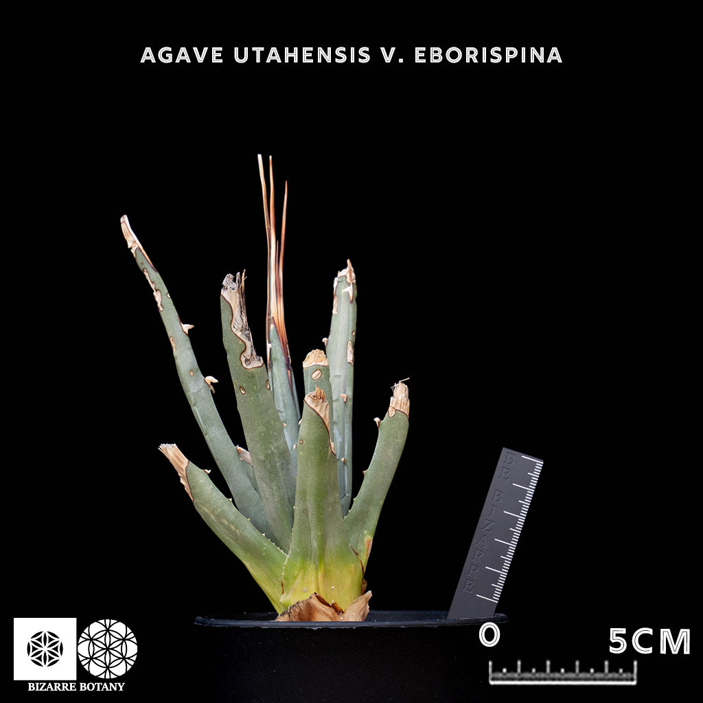 Agave Utahensis V. Eborispina