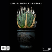 將圖片載入圖庫檢視器 Agave Utahensis V. Eborispina 妖炎龍舌蘭 (特選株)
