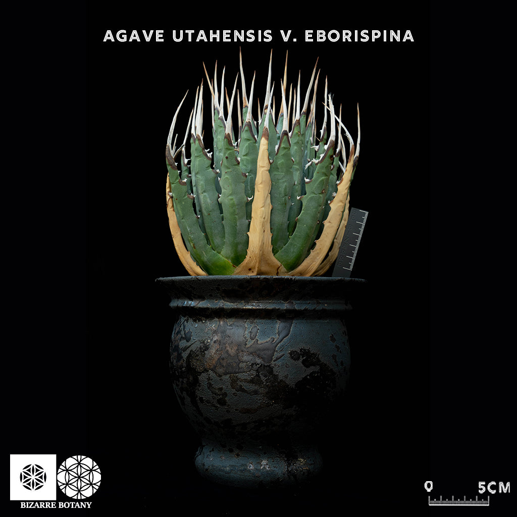 Agave Utahensis V. Eborispina 妖炎龍舌蘭 (特選株)