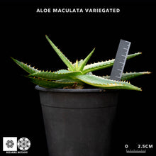將圖片載入圖庫檢視器 Aloe Maculata (Variegated)
