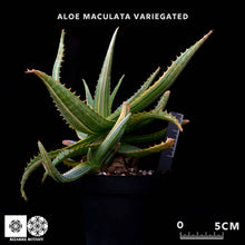 將圖片載入圖庫檢視器 Aloe Maculata (Variegated)
