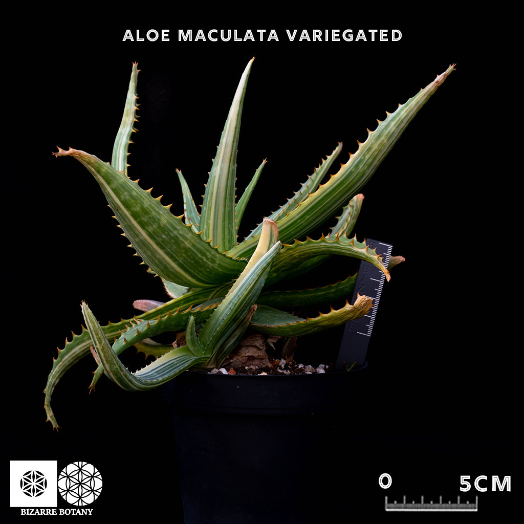 Aloe Maculata (Variegated)