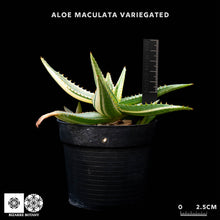 將圖片載入圖庫檢視器 Aloe Maculata (Variegated)
