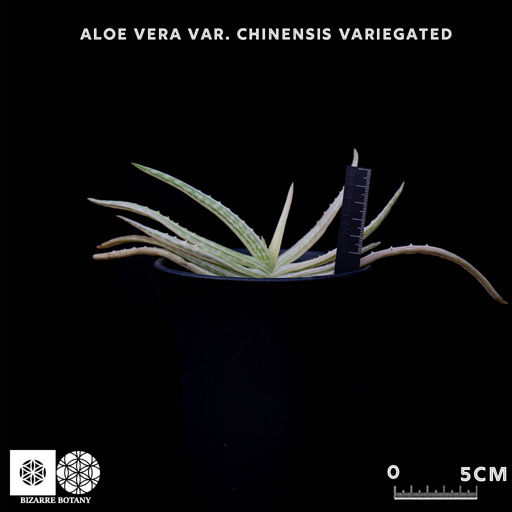 Aloe Vera Var. Chinensis (Variegated) – Bizarre Botany