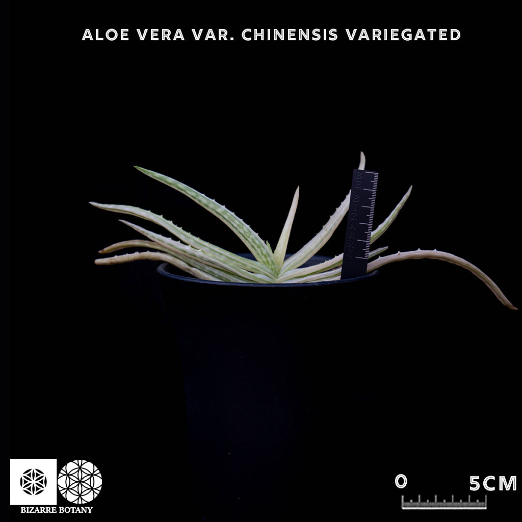 Aloe Vera Var. Chinensis (Variegated)