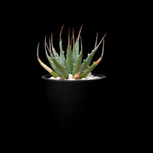 將圖片載入圖庫檢視器 Agave Utahensis V. Eborispina
