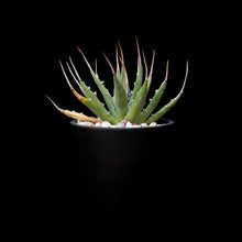 將圖片載入圖庫檢視器 Agave Utahensis V. Eborispina
