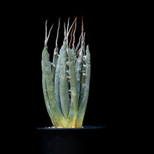 將圖片載入圖庫檢視器 Agave Utahensis V. Eborispina
