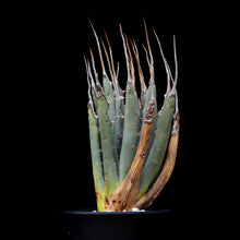 將圖片載入圖庫檢視器 Agave Utahensis V. Eborispina 妖炎龍舌蘭
