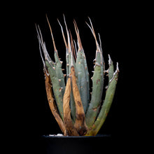 將圖片載入圖庫檢視器 Agave Utahensis V. Eborispina 妖炎龍舌蘭
