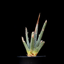 將圖片載入圖庫檢視器 Agave Utahensis V. Eborispina
