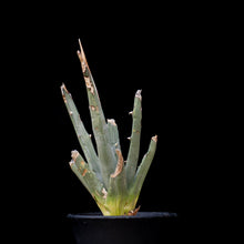 將圖片載入圖庫檢視器 Agave Utahensis V. Eborispina
