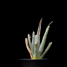 將圖片載入圖庫檢視器 Agave Utahensis V. Eborispina
