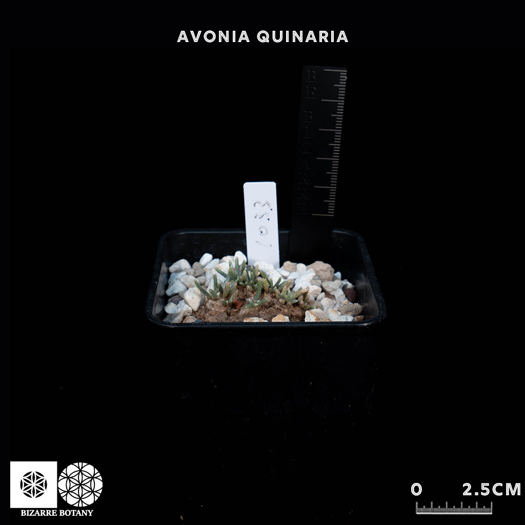 Avonia Quinaria