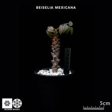 將圖片載入圖庫檢視器 Beiselia Mexicana
