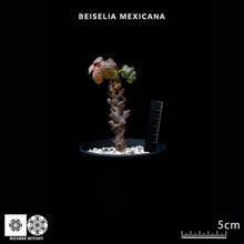 將圖片載入圖庫檢視器 Beiselia Mexicana
