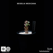 將圖片載入圖庫檢視器 Beiselia Mexicana
