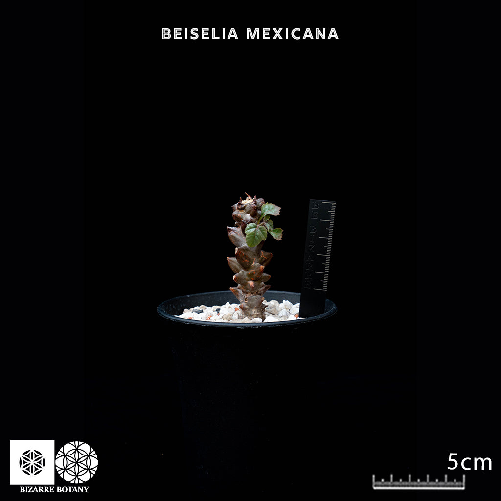 Beiselia Mexicana