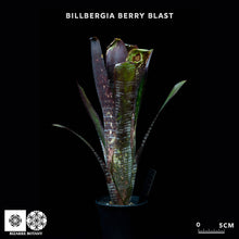 將圖片載入圖庫檢視器 Billbergia Berry Blast
