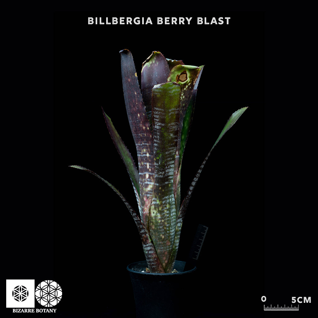 Billbergia Berry Blast