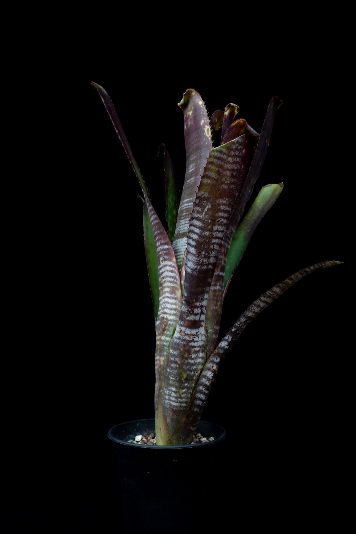 Billbergia Berry Blast – Bizarre Botany