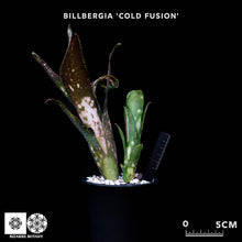 將圖片載入圖庫檢視器 Billbergia Cold Fusion
