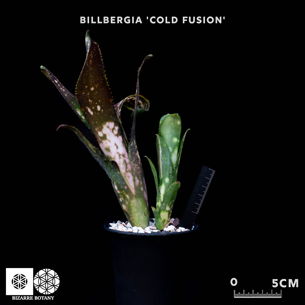 Billbergia Cold Fusion