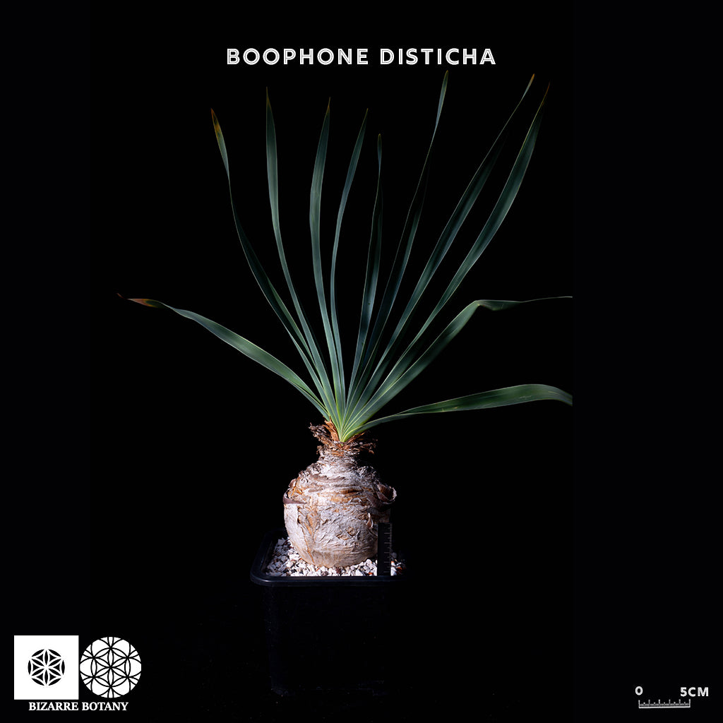 Boophone Disticha