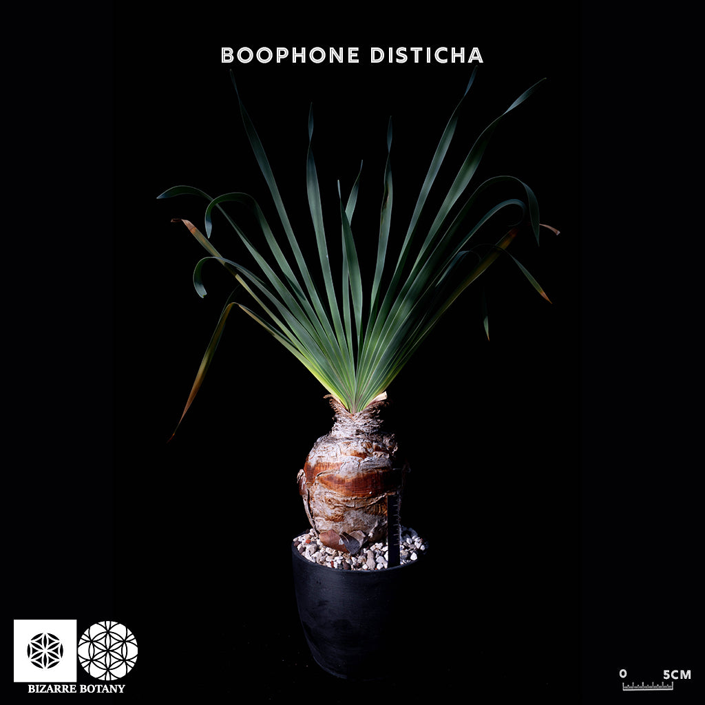 Boophone Disticha