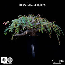 將圖片載入圖庫檢視器 Boswellia Neglecta
